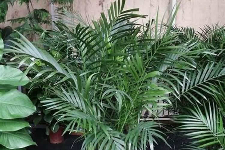 富贵椰子施什么肥好