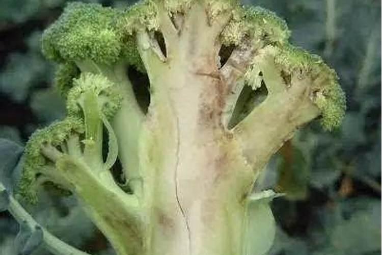 豆饼怎么发酵做肥料