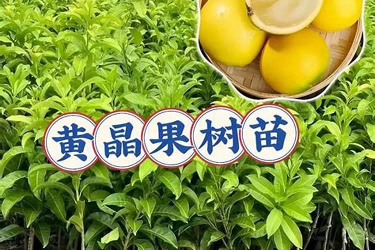 实现黄晶果保花保果的具体方法是什么