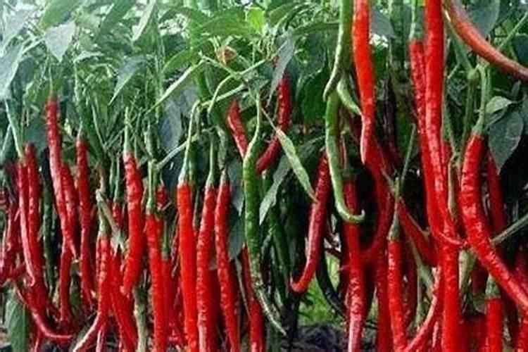 辣椒开花了能施肥吗 辣椒开花了能不能施肥