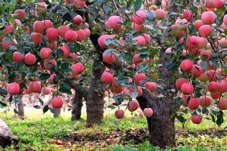 葡萄施钾肥的时候,选择在什么时间进行比较好？