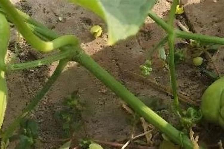 水溶性有机肥基本定义