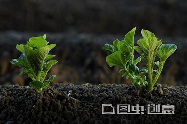 磷肥用于哪些花