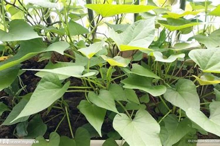 红薯的种植方法红薯怎么种才高产