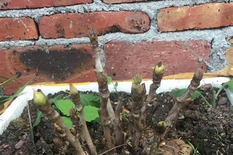 牡丹花春天什么时候施肥 牡丹花施肥的注意事项