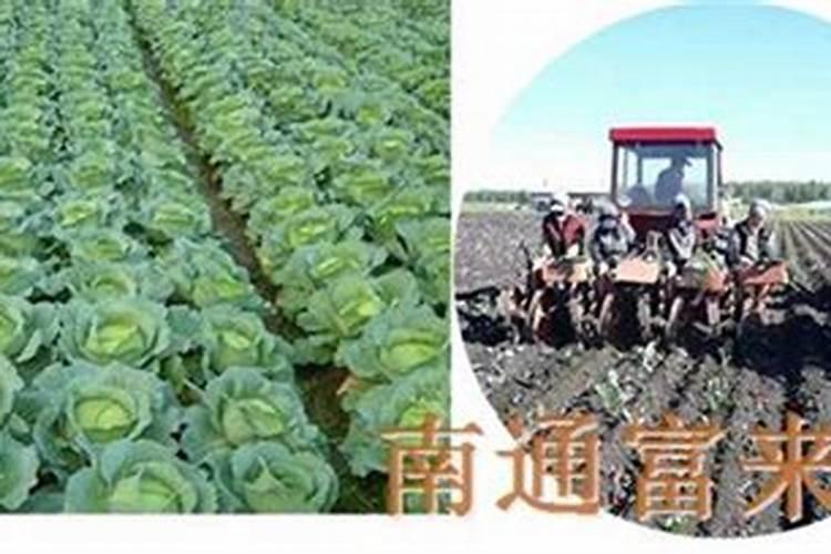 做马卡龙蛋糕时没有杏仁粉了,用哪些代替是比较好的呢？