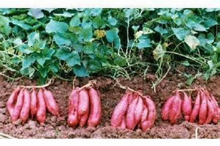 腐殖酸类肥料属于有机肥吗？怎么使用？有哪些注意事项？