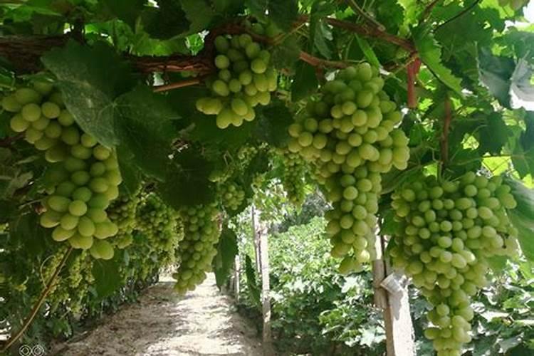 适宜无核化栽培的品种有哪些