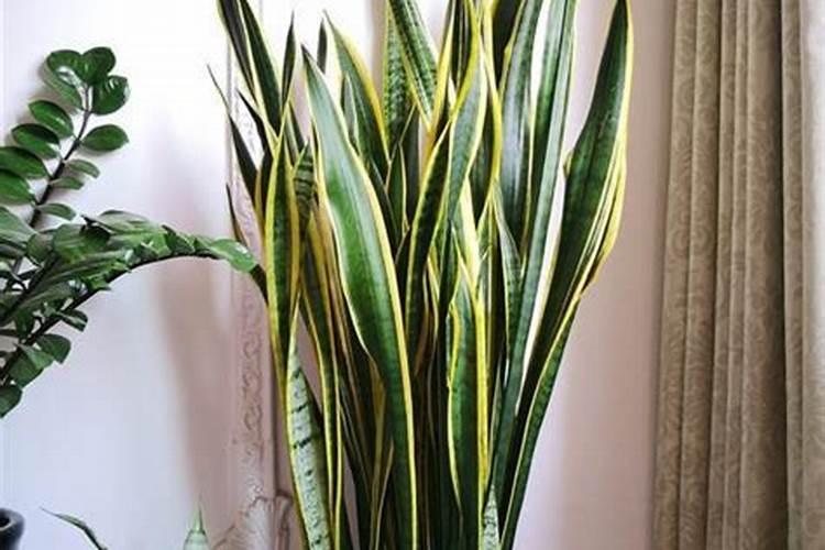 怎样才能养好依兰花？  知乎