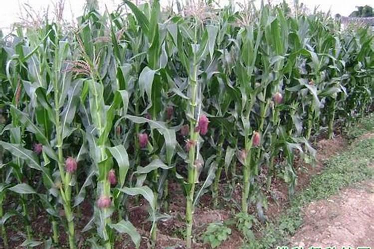 玉米什么时候追肥