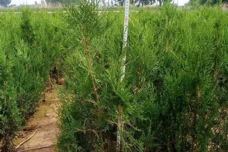 绿化养护日志范文