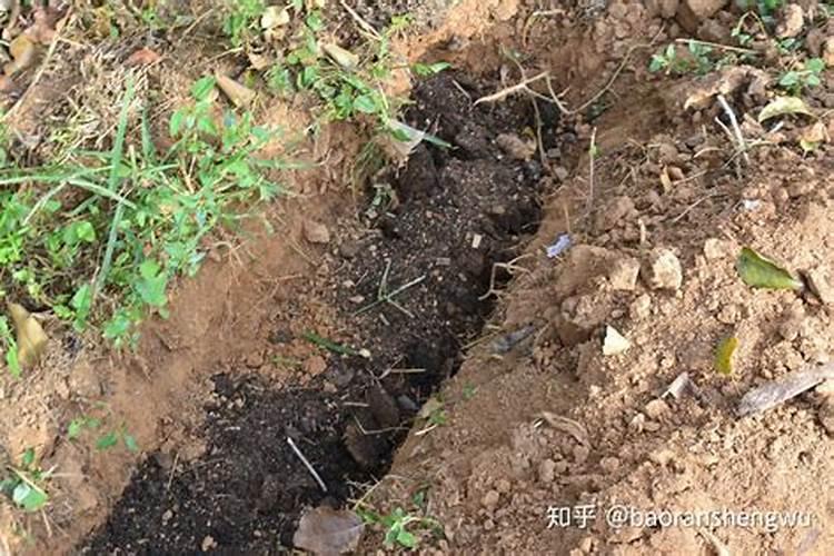 施肥烧根 几天可以看出来 烧根如何补救