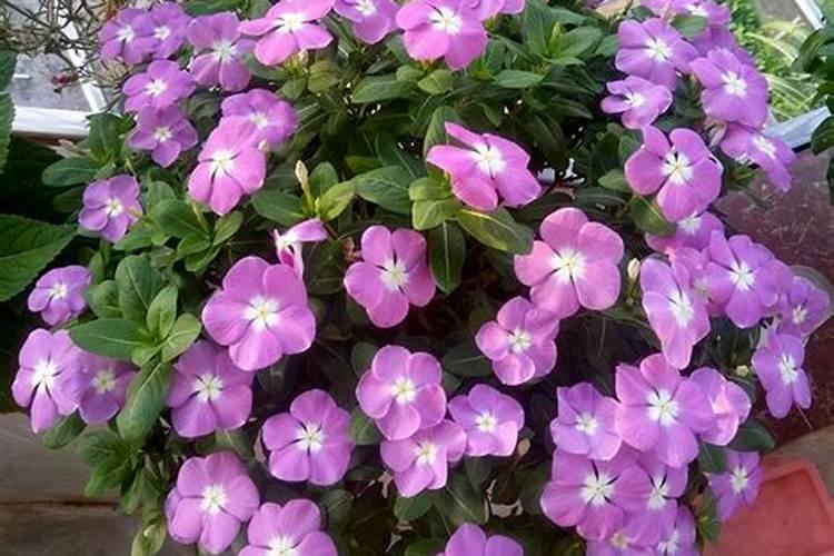 长春花施肥方法 长春花怎么施肥