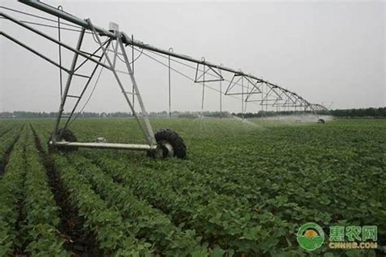 生物菌富硒肥,提高作物抗病能力效果怎么样？