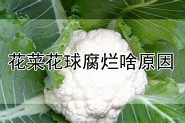 春季松花菜的高产栽培方法