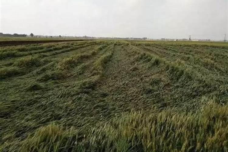 玉米芯和玉米皮用法