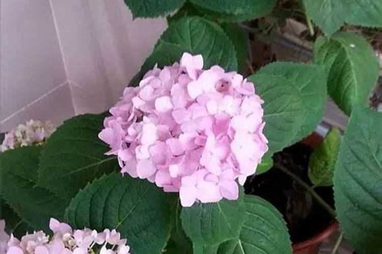 夏天来了绣球花怎么养护 绣球花夏天养护技巧