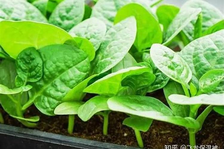 木耳菜如何过冬,4种方法使其安全越冬