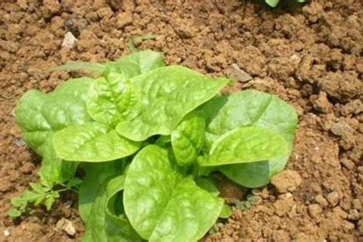 木耳菜施什么肥长得快