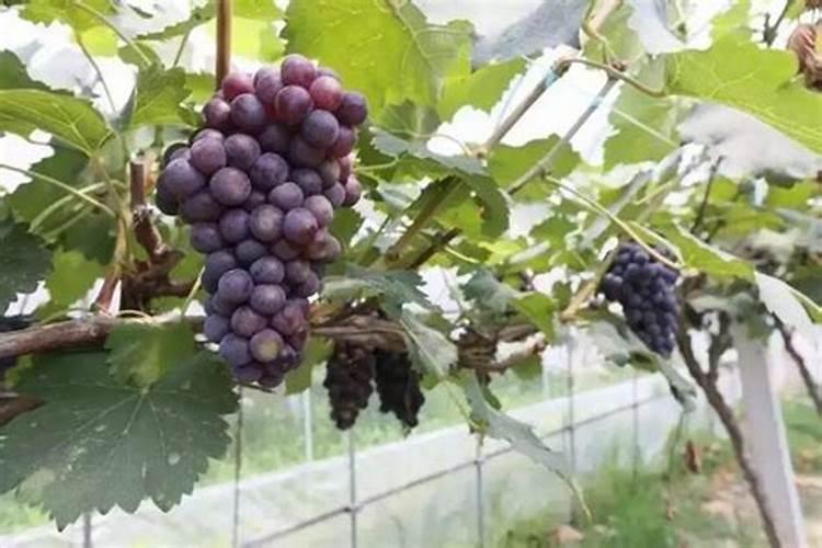 大棚葡萄收获后冲施什么肥好
