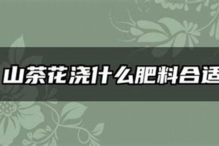 山茶花浇什么肥料合适