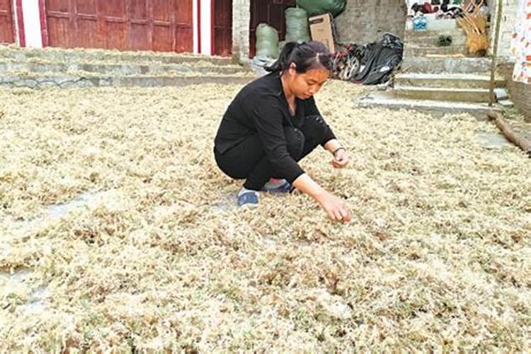 蝴蝶兰施肥有哪些方法