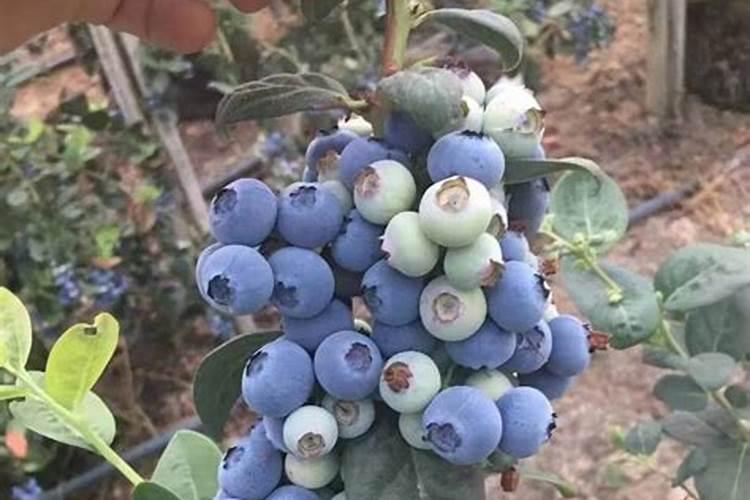 新买的玉麒麟怎么上盆