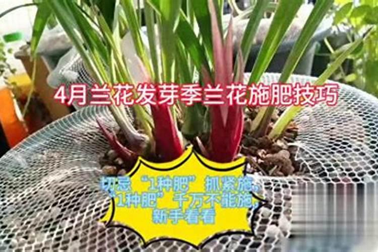 兰花什么时候施肥 兰花那哪个时候施肥