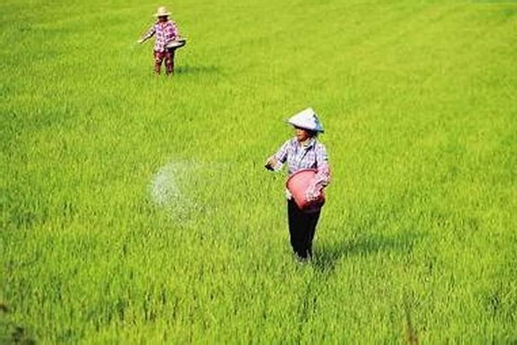 香蕉树的种植方法