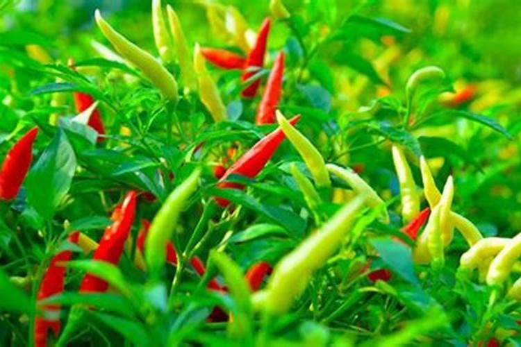 米兰和茉莉哪个好养