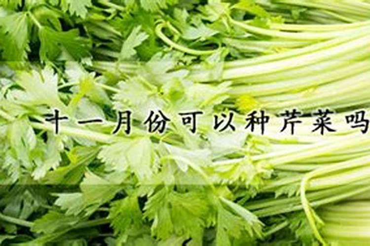 芹菜的栽培技术 芹菜怎么管理水肥