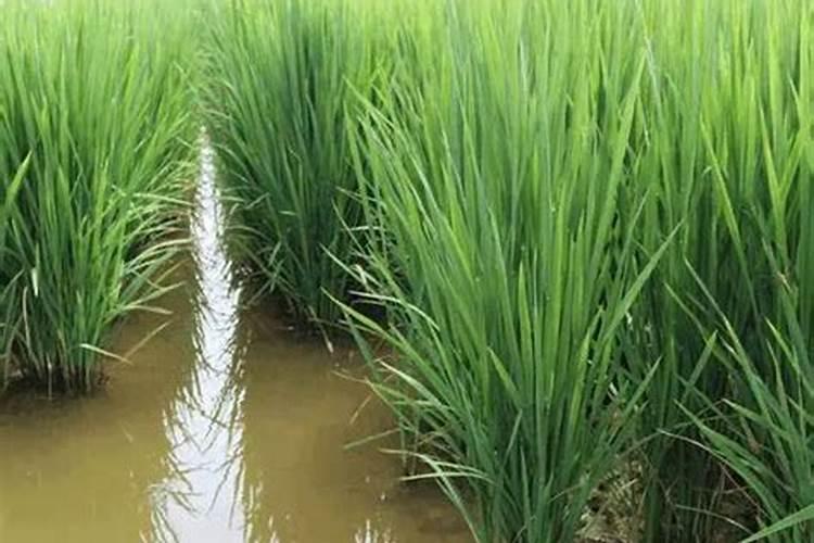 本翠大量元素水溶肥多少钱一吨