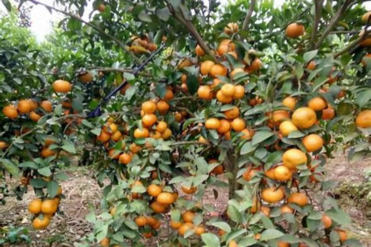 铵态氮肥与草木灰不能混合施用的原因