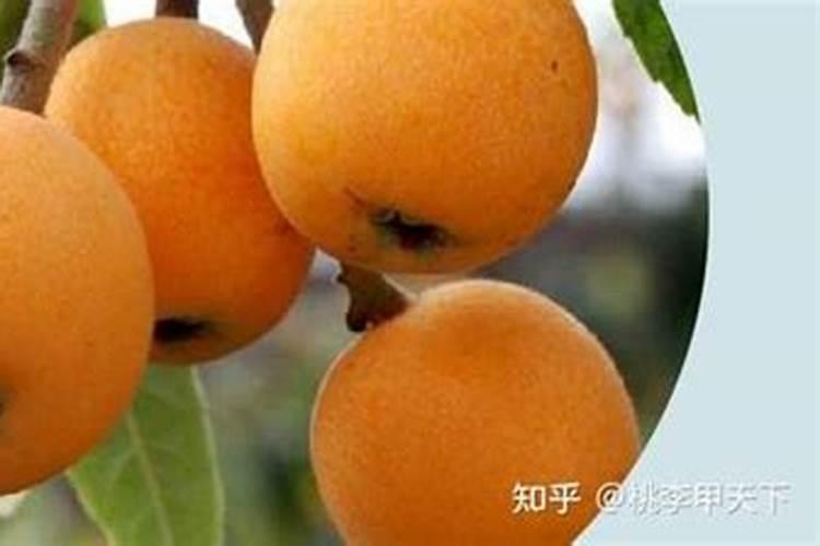 枇杷膨果期如何施肥