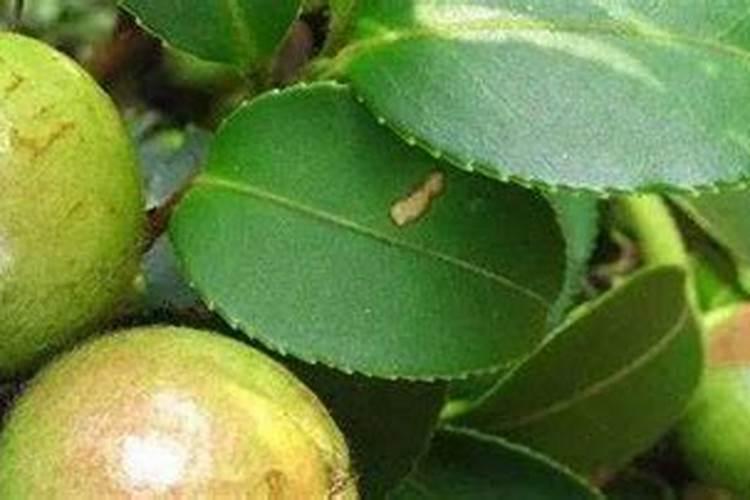 油茶树保花保果药什么时候打？