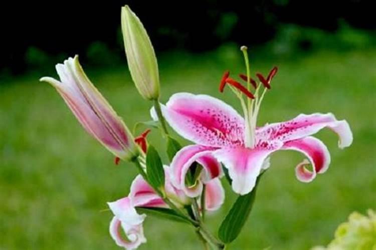 有机杨梅市场需求大,有机杨梅种植技术有哪些？