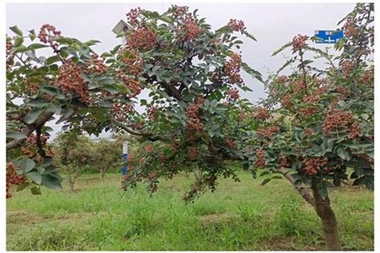 刚结果的花椒树上什么肥好