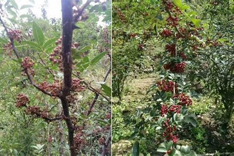 花椒树上什么肥料