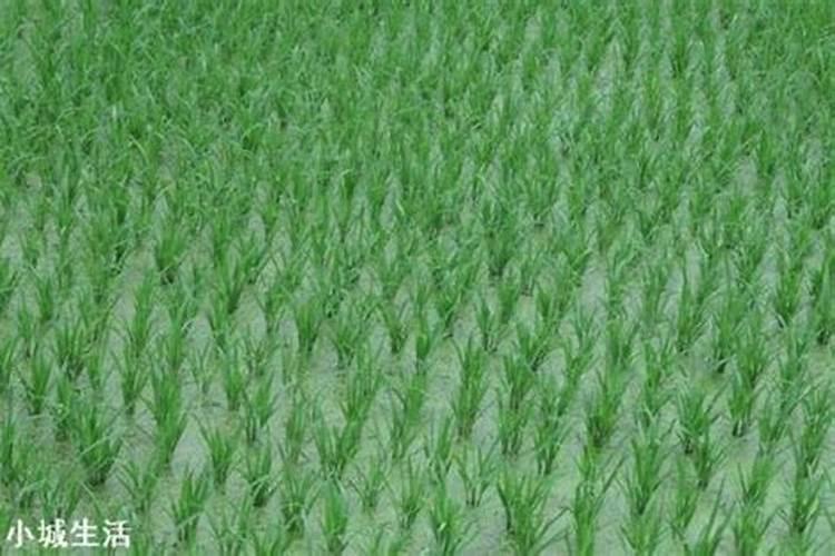 大豆做肥料有哪些好处？