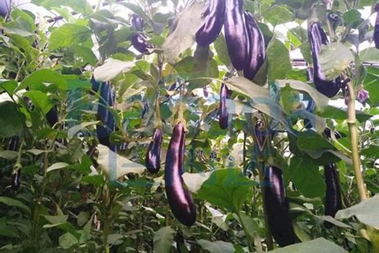 茄子苗什么时候施肥