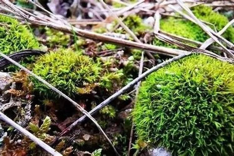苔藓用什么肥