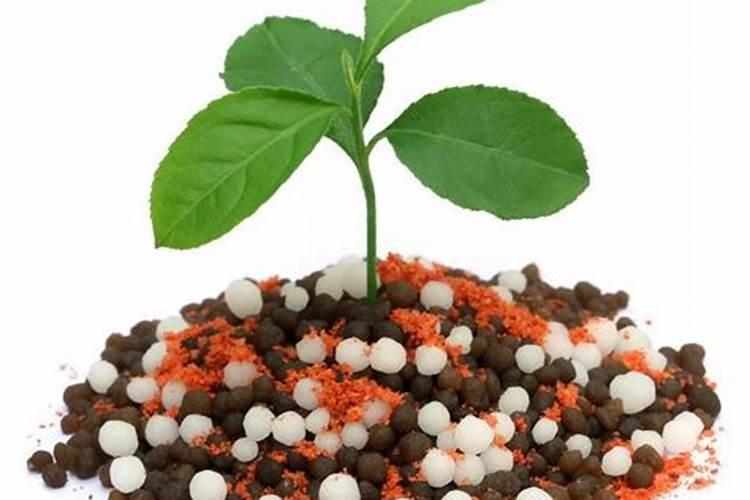 忌氯的蔬菜有哪些 哪些蔬菜作物不能用含氯肥料