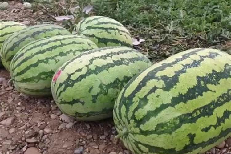 堆肥的特点是什么？