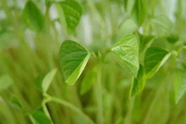 豌豆用什么肥料最好