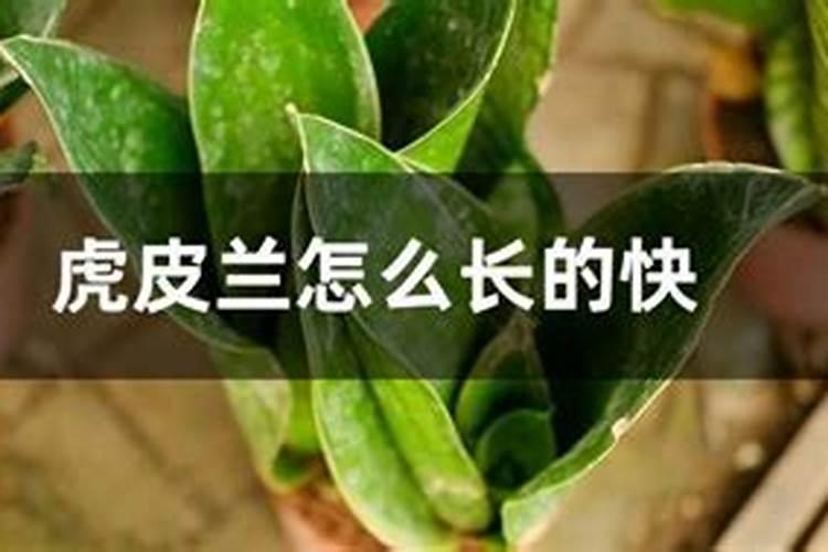 花树用什么肥料比较好