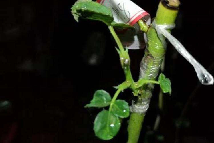 红河州蒙自市有卖好绿友复合肥的吗