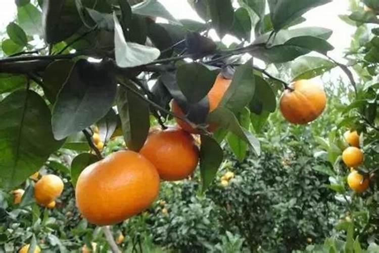 茂谷甘可以在贵州种植