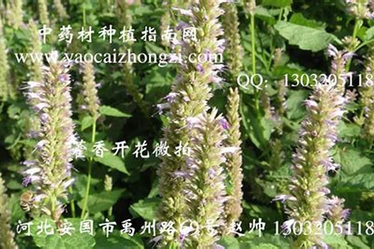 形容很华丽的成语