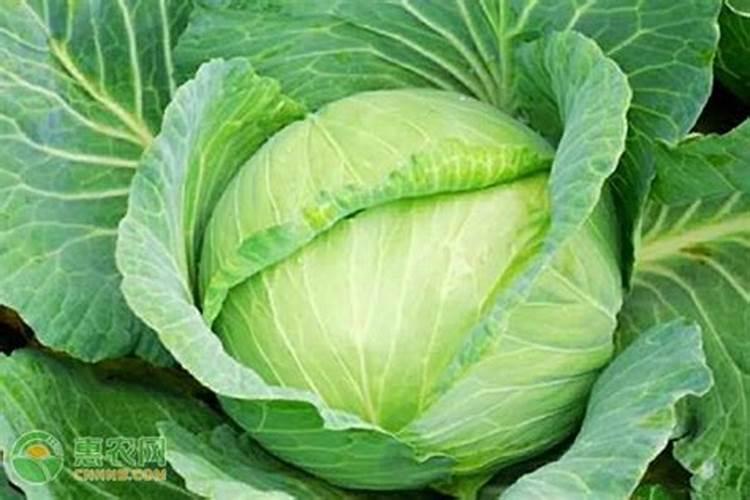 根瘤菌与大豆地衣中真菌与藻类共生的原理分别是什么