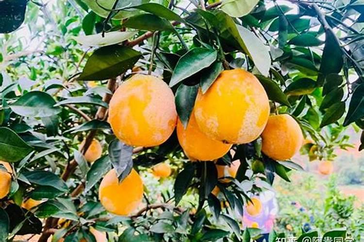 养鹅种草用什么肥料好